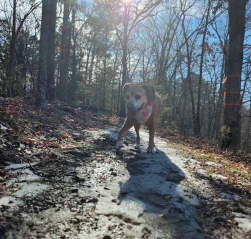 A dog walks along a sunlit forest trail, surrounded by trees and fallen leaves.