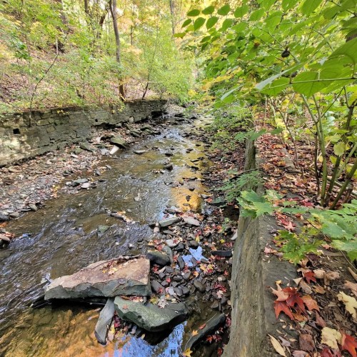 A serene stream flows through a wooded area, surrounded by colorful autumn leaves and rocky banks.