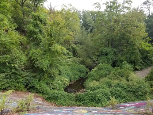 Lush green forest with dense foliage surrounding a small creek, creating a serene natural landscape.