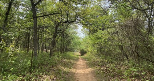 a dirt trail leads through a tree tunnel in edmond, oklahoma