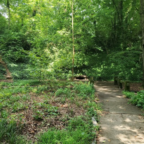 A serene forest path leads to a clearing surrounded by lush greenery and trees.