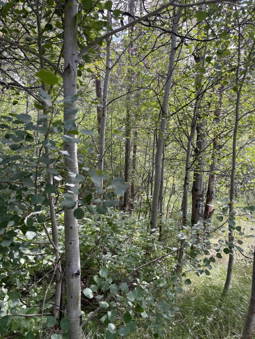 A dense forest scene with slender trees and lush green foliage, creating a serene natural environment.