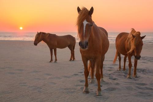 Three horses stand on a sandy beach at sunset, with the sun setting over the ocean in the background.