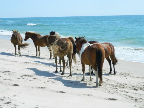 A group of horses standing on a sandy beach, facing the ocean with gentle waves in the background.