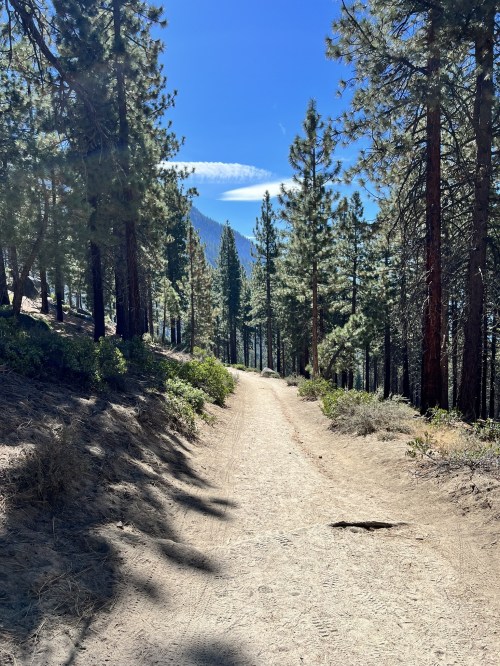 A dirt path winds through a forest of tall pine trees under a clear blue sky.