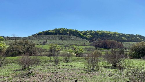 A sunny landscape featuring a green hill, scattered trees, and a clear blue sky.