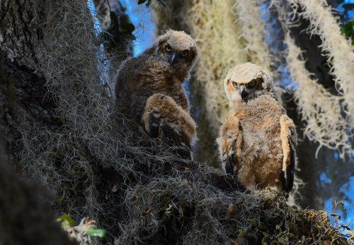 Two young owls perched on a moss-covered branch, surrounded by Spanish moss and dappled sunlight.