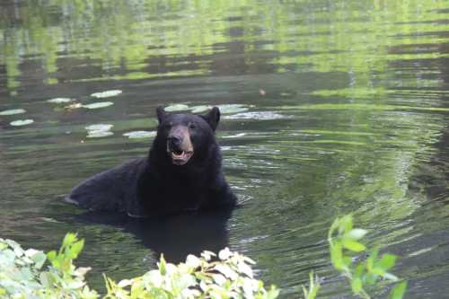 A black bear wades in a calm, reflective pond surrounded by greenery.