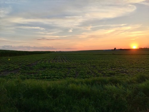 A serene sunset over a lush green field, with rows of crops and a colorful sky in the background.