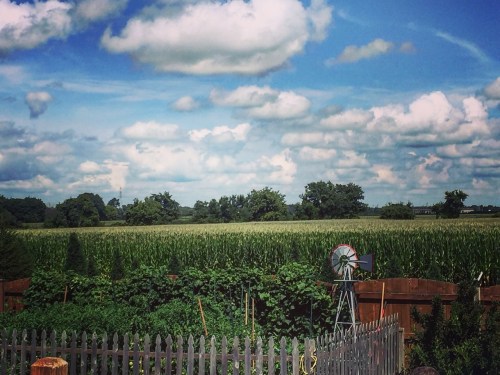 A lush green field with tall corn, a windmill, and a blue sky filled with fluffy clouds.