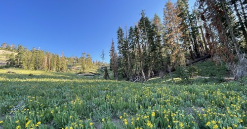 A vibrant meadow filled with yellow flowers, surrounded by tall trees and a clear blue sky.