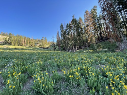 A vibrant meadow filled with yellow flowers, surrounded by tall trees and a clear blue sky.