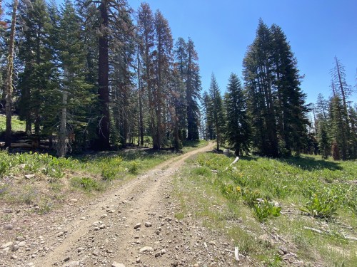A dirt path winds through a forest of tall trees under a clear blue sky. Green grass and wildflowers line the trail.