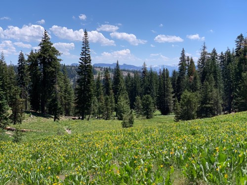 A lush green meadow filled with yellow wildflowers, surrounded by tall pine trees and distant mountains under a blue sky.