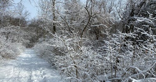 A snowy path winding through a forest, with trees and bushes covered in fresh snow under a clear sky.