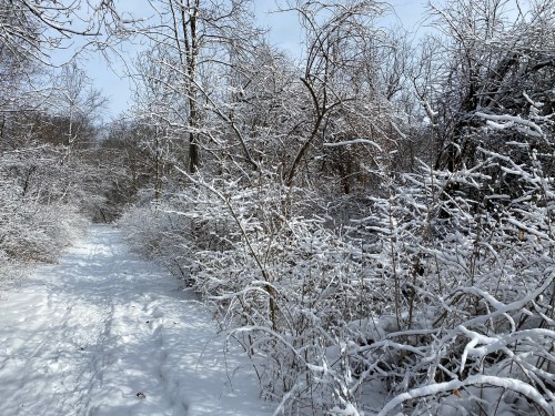 A snowy path winding through a forest, with trees and bushes covered in fresh snow under a clear sky.