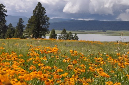 A vibrant field of orange flowers in front of a lake, surrounded by trees and mountains under a cloudy sky.