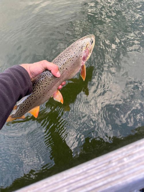 A person holding a large trout above the water, showcasing its spotted body and vibrant orange fins.