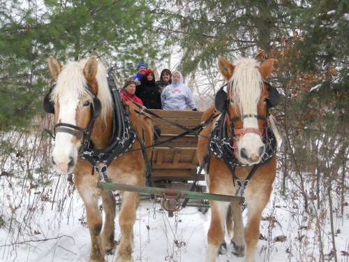 A group of people sits in a wooden sled pulled by two horses in a snowy forest.