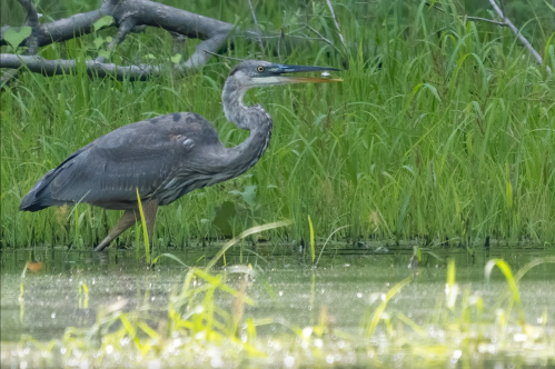 A heron stands in shallow water, surrounded by tall green grass, with a fish in its beak.