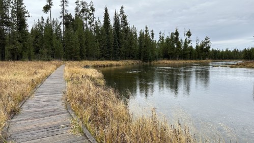 A wooden pathway leads through tall grass by a calm river, surrounded by evergreen trees under a cloudy sky.