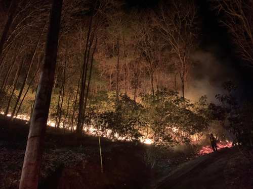 A forest at night with flames spreading along the ground, illuminating the trees and smoke rising into the air.