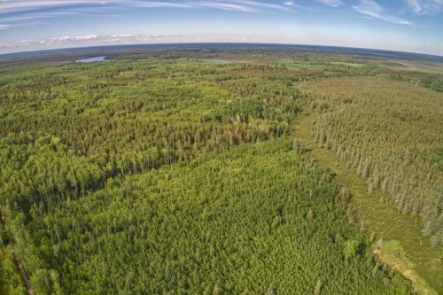 Aerial view of a lush, green forest with diverse tree types and a clear blue sky above.