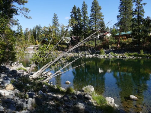 A serene river scene with a leaning tree, surrounded by rocks and lush greenery under a clear blue sky.