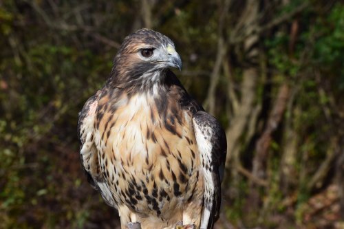 A close-up of a hawk with brown and white feathers, perched against a blurred natural background.