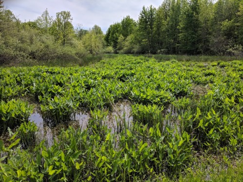 Lush green plants and water in a serene wetland area, surrounded by trees and a clear sky.