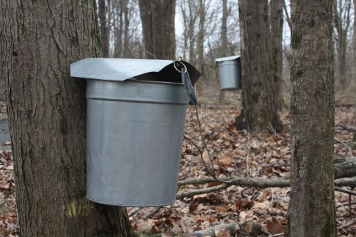 Two metal buckets hang from tree trunks in a wooded area, surrounded by fallen leaves.