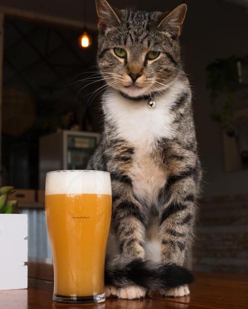 A tabby cat sits beside a glass of beer on a wooden table, with a cozy indoor setting in the background.