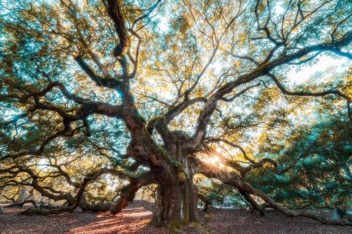 A majestic tree with sprawling branches and golden sunlight filtering through its leaves, creating a serene atmosphere.