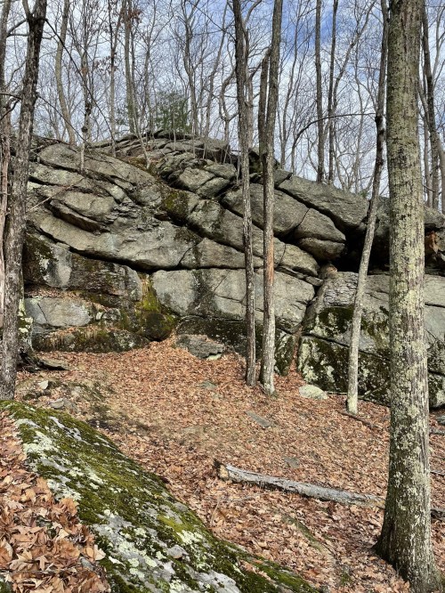 A rocky outcrop surrounded by bare trees and fallen leaves on the forest floor under a cloudy sky.