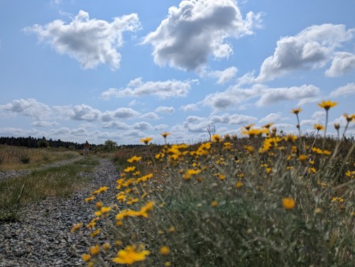 A scenic view of a gravel path lined with yellow flowers, under a blue sky with fluffy clouds and distant figures walking.