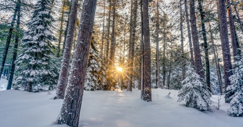 Sunlight filters through snow-covered trees in a serene winter forest, creating a peaceful, magical atmosphere.