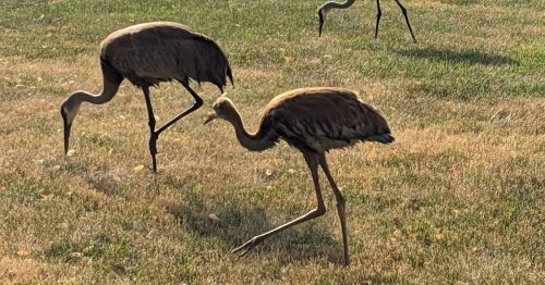 Two cranes foraging on a grassy field, one adult and one juvenile, with a blurred background of more cranes.