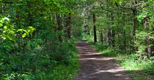 A serene dirt path winding through a lush green forest, surrounded by trees and vibrant foliage.