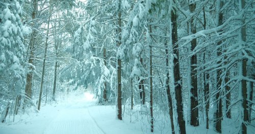 A serene winter scene of a snow-covered forest path surrounded by tall, frosted trees.