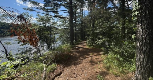 A wooded path alongside a river, surrounded by tall trees and greenery under a clear blue sky.