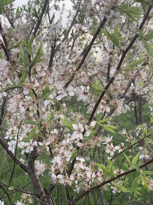 A close-up of a flowering tree branch with delicate white and pink blossoms and green leaves.