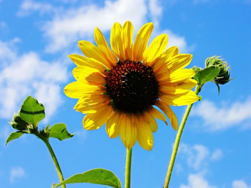 A vibrant sunflower with bright yellow petals against a blue sky with fluffy white clouds.