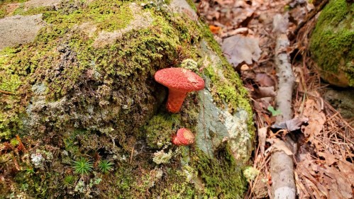 A red mushroom growing on a moss-covered rock in a forest, surrounded by fallen leaves and small plants.