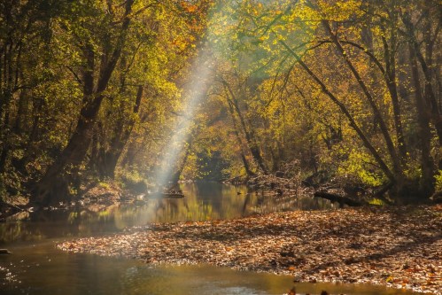 A serene river surrounded by trees, with sunlight streaming through the foliage, illuminating fallen leaves.