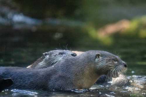 Two otters swimming in a serene, green-tinted water environment, with soft sunlight filtering through.