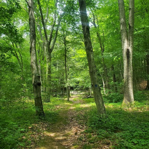 A serene forest path surrounded by tall green trees and lush foliage, inviting exploration and tranquility.