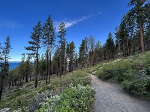 A winding dirt path through a forest of tall pine trees, with blue skies and a glimpse of water in the distance.