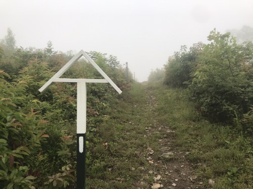 A foggy trail with a directional sign pointing up a narrow path surrounded by greenery.