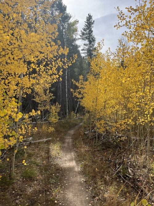 A winding dirt path through a forest of vibrant yellow aspen trees under a cloudy sky.