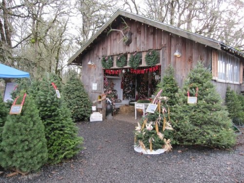A rustic wooden building decorated for Christmas, surrounded by Christmas trees and festive greenery.
